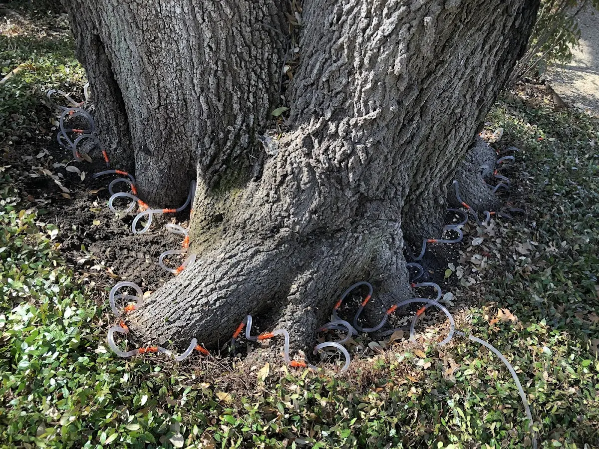 Detailed Tree Cabling and Bracing job site in Phillipsburg