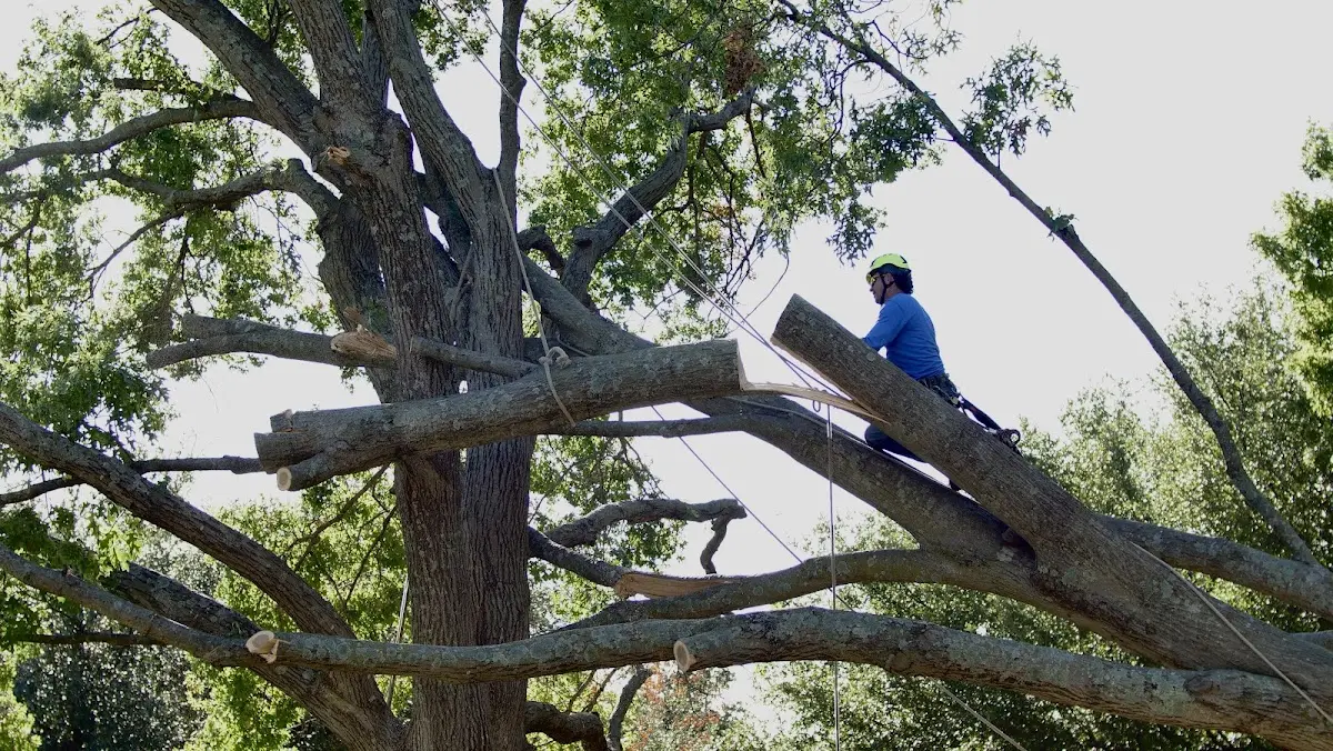 Professional Crown Thinning performed by certified arborists in Phillipsburg